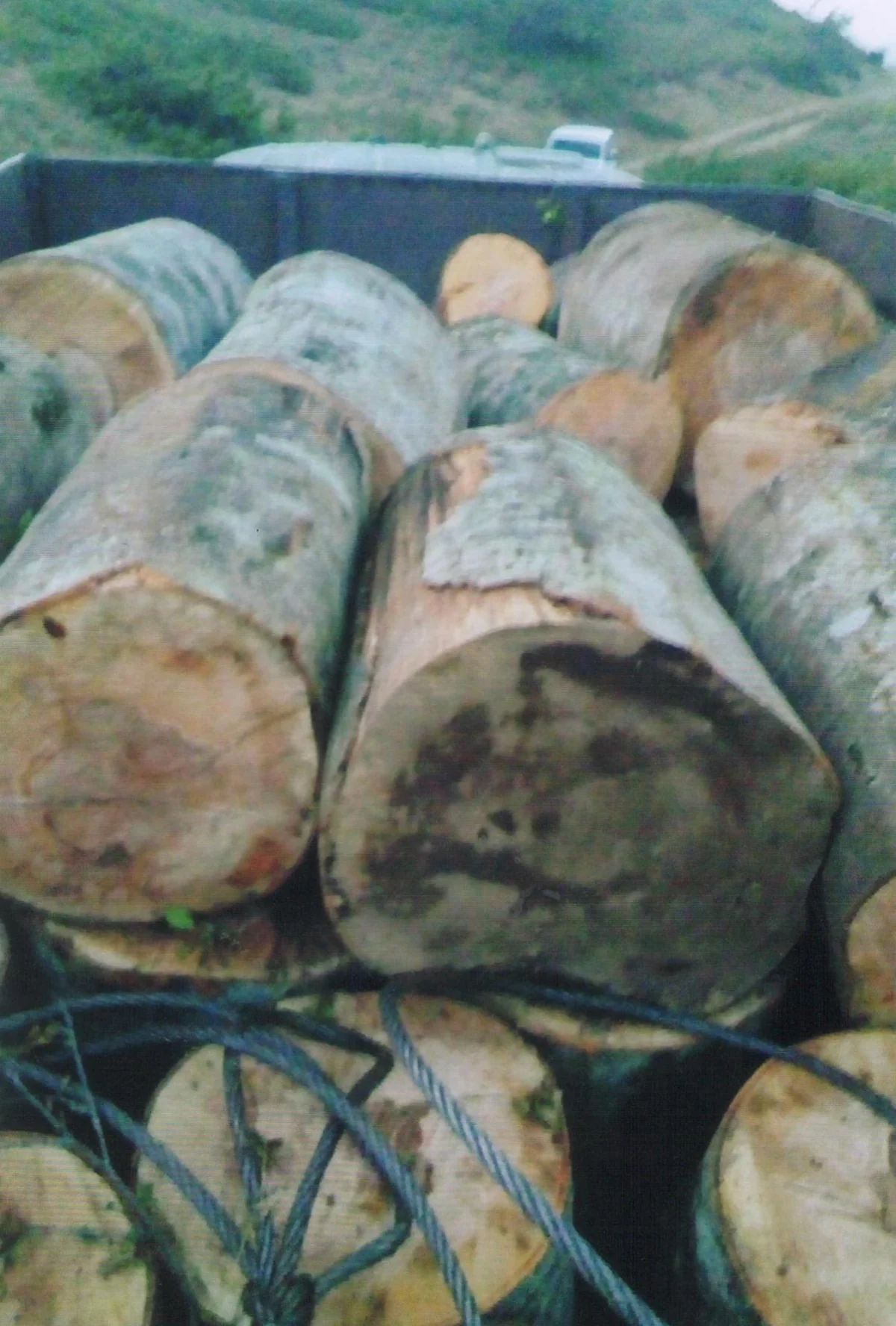 Şabranda yük avtomobilindən qanunsuz yolla kəsilən meşə materialı aşkarlanıb