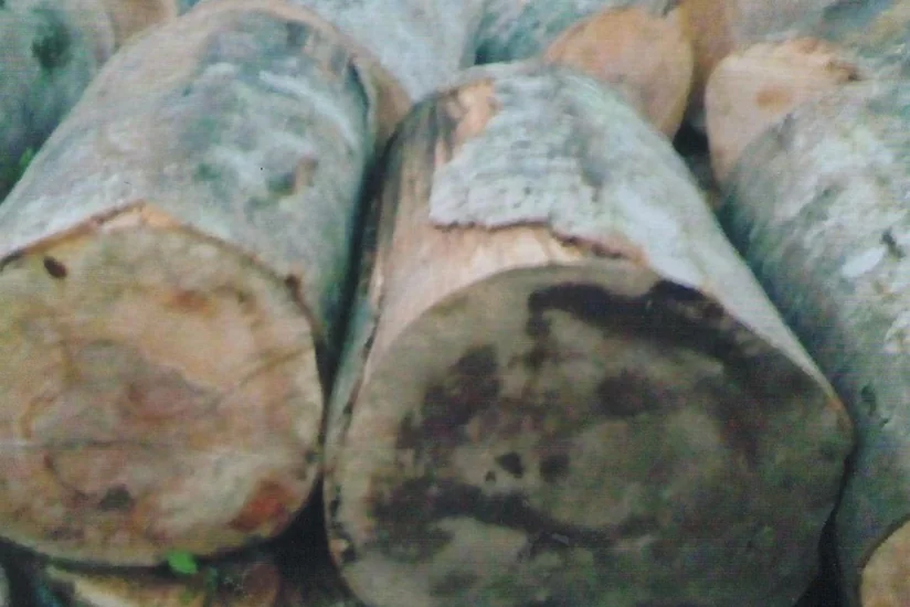 Şabranda yük avtomobilindən qanunsuz yolla kəsilən meşə materialı aşkarlanıb