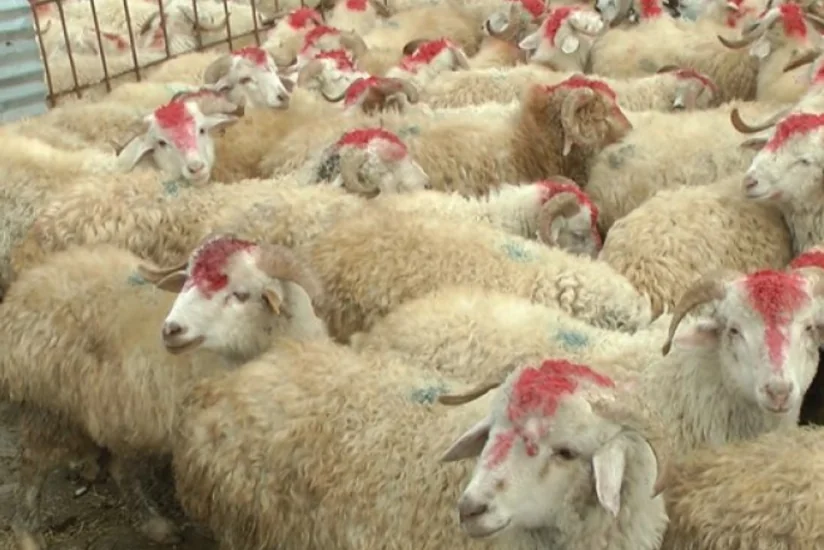 ​Türkiyədə Qurban bayramı münasibətilə şəhid övladlarına kompüterlər veriləcək