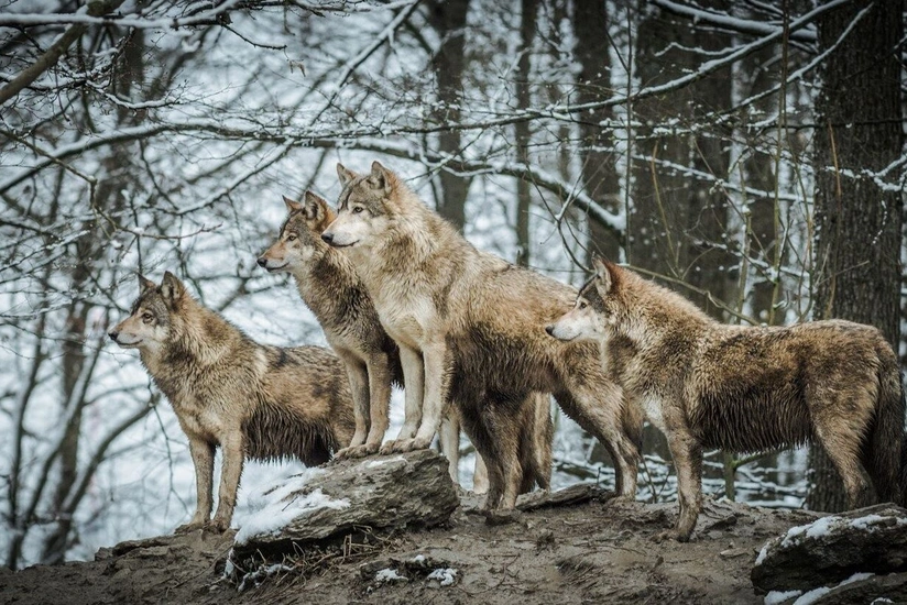 Ağsuda canavarlar mal-qara sürüsünə hücum edib