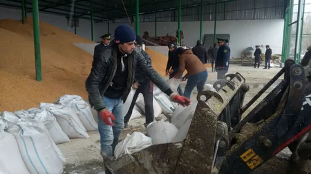 Rusiyadan gətirilən ərzaqlıq qarğıdalıda təhlükəli alaq otu aşkarlanıb
