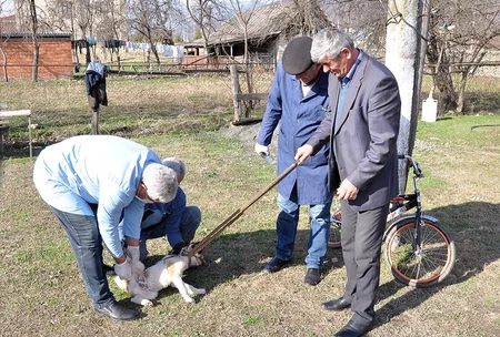 Balakəndə heyvanlar arasında profilaktik peyvəndləmə tədbirləri aparılır