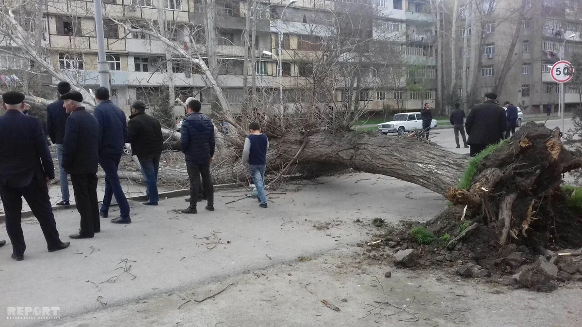 Сильный ветер вызвал последствия в Мингячевире - ФОТО