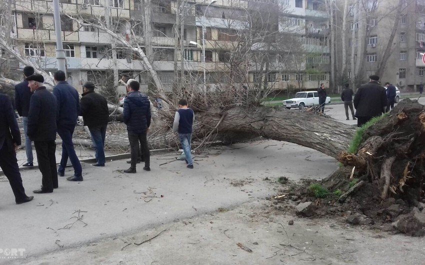 Güclü külək Mingəçevirdə fəsadlar törədib