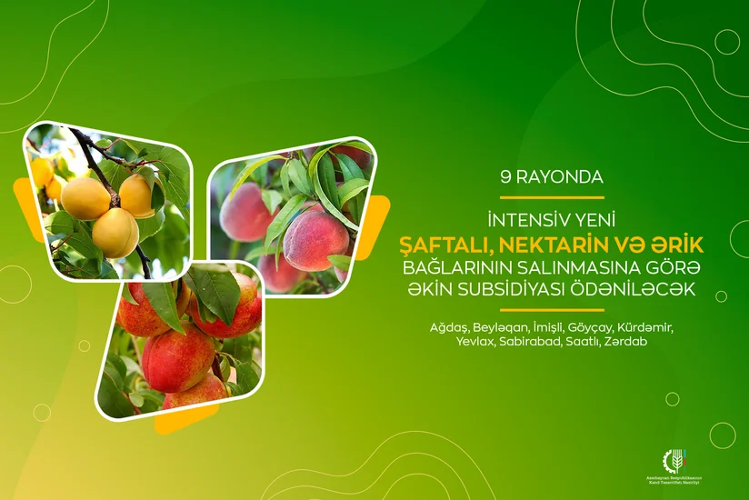 Azərbaycanda intensiv yeni şaftalı, nektarin və ərik bağları salanlara əkin subsidiyası ödəniləcək