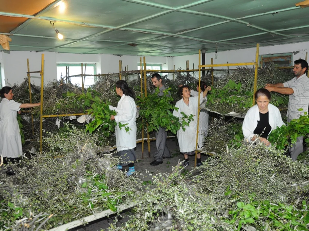 Azerbaijan increases silk exports by over 12 times