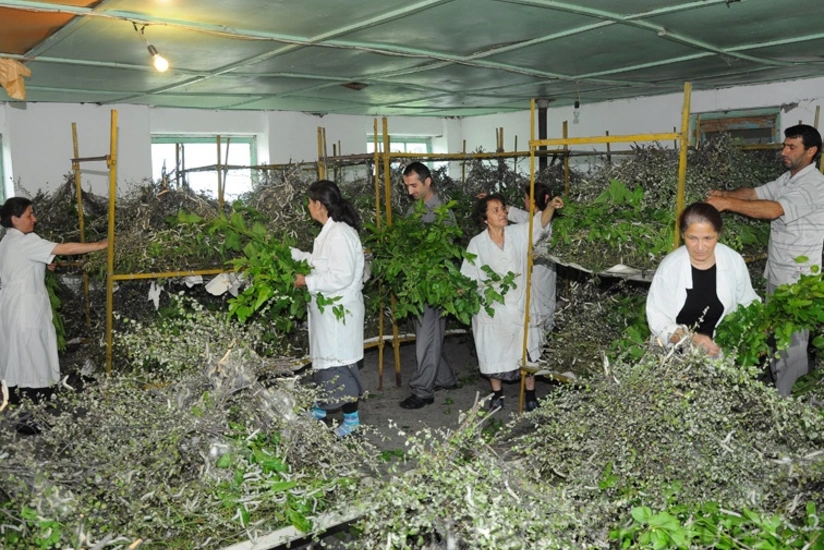 Azerbaijan increases silk exports by over 12 times