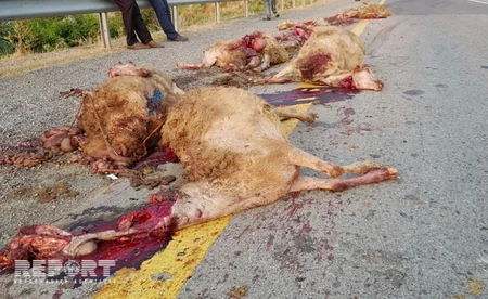 Göyçayda yük maşını qoyun sürüsünü vuraraq tələf edib - FOTO