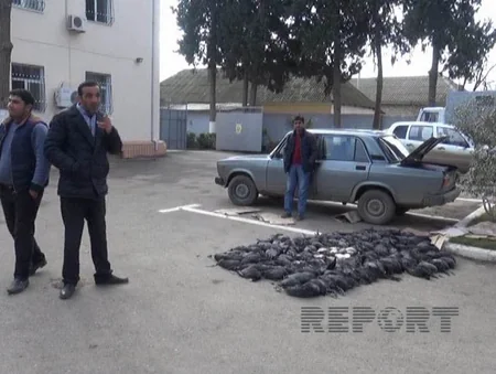 ​Masallı sakini 200-ə yaxın qanunsuz ovlanmış çöl quşu ilə saxlanılıb - FOTO