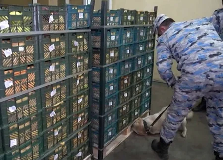 Сотрудники ГТК пресекли контрабанду почти 32 кг марихуаны транзитом через Азербайджан