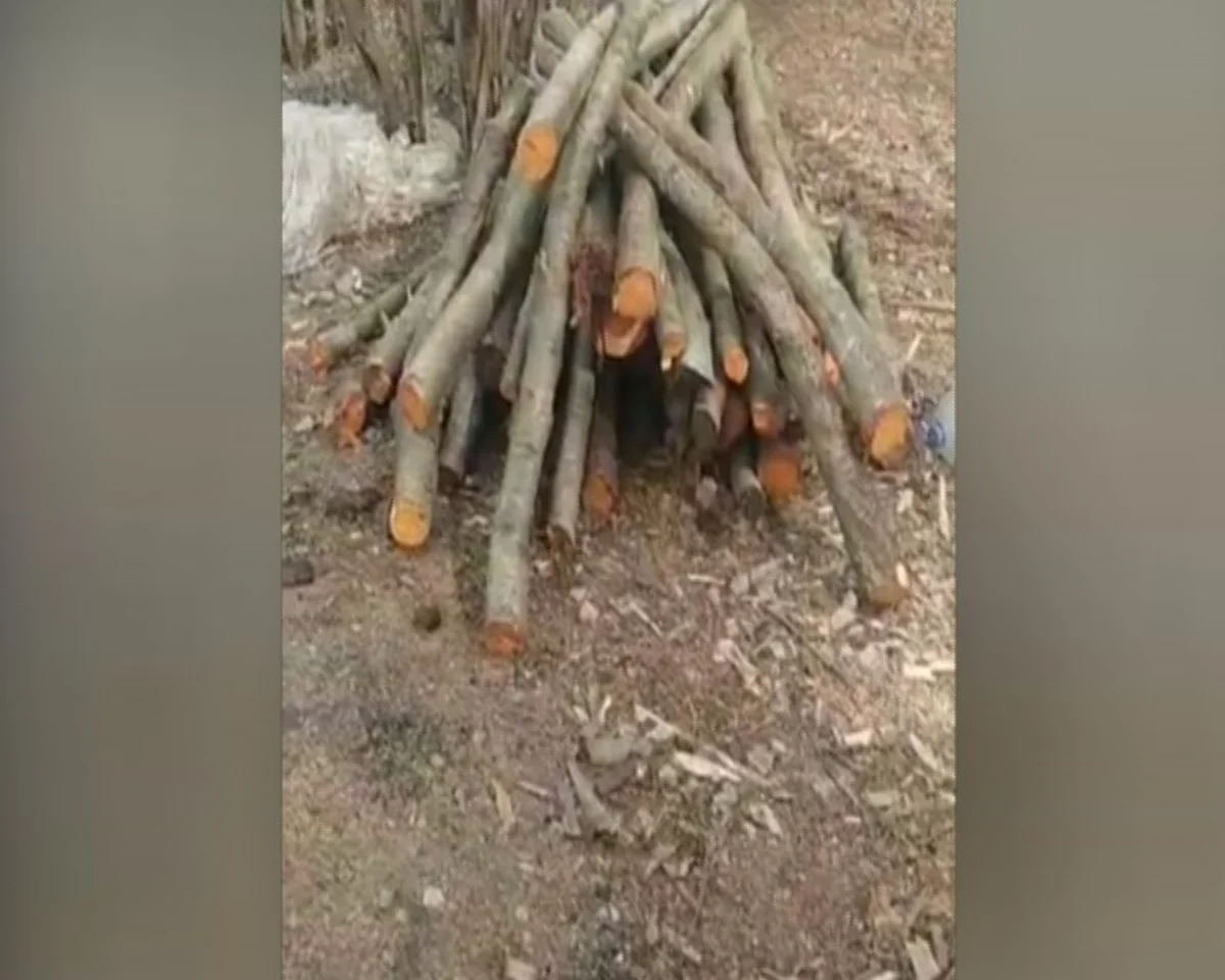 В Габале выявлено незаконное производство древесного угля
