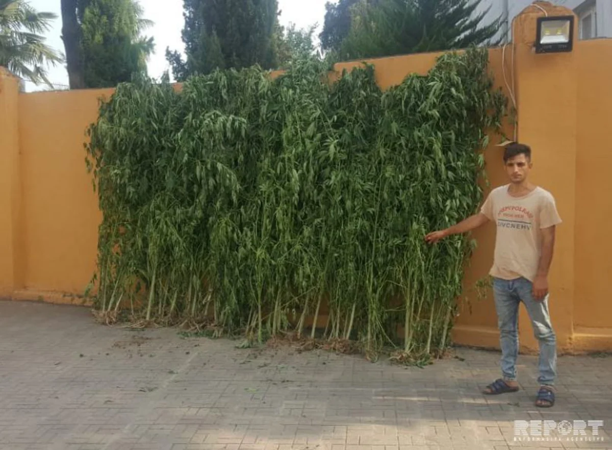 Astara sakinindən 125 kiloqram narkotik bitki götürülüb