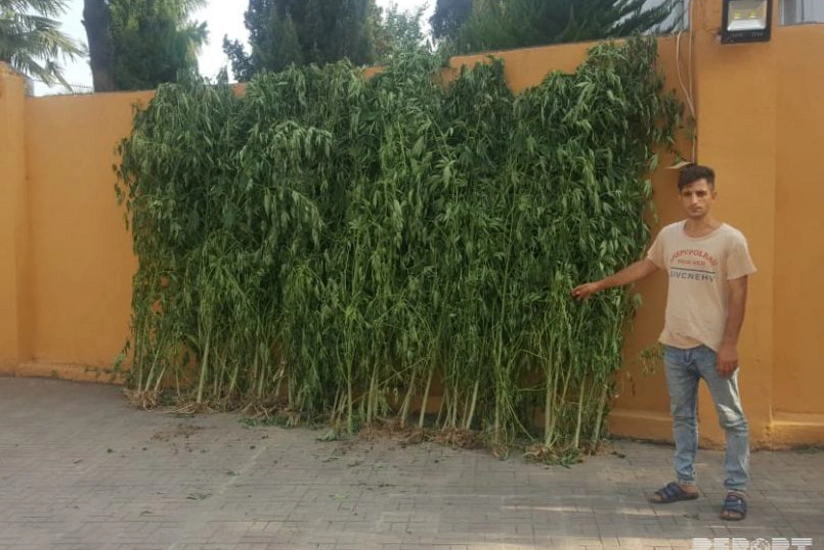 Astara sakinindən 125 kiloqram narkotik bitki götürülüb