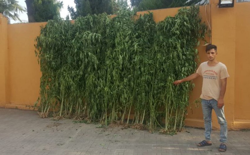 Astara sakinindən 125 kiloqram narkotik bitki götürülüb