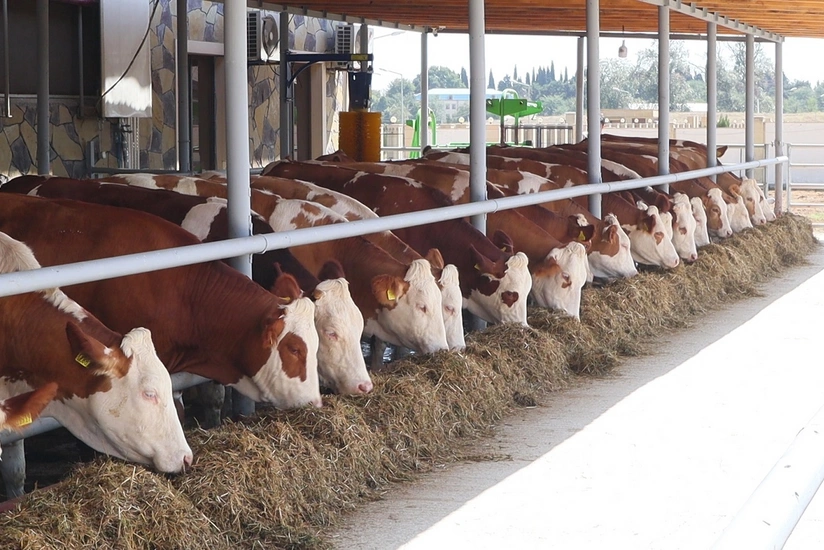 В Азербайджане впервые проведут пересадку эмбрионов крупному рогатому скоту