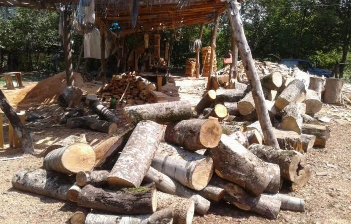 Masallıda qanunsuz yolla əldə olunan meşə materialı aşkarlanıb