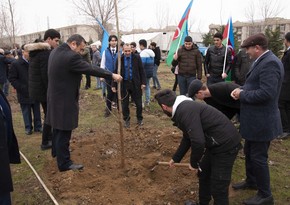 Nərimanov rayonunda 2500 ağac əkilib