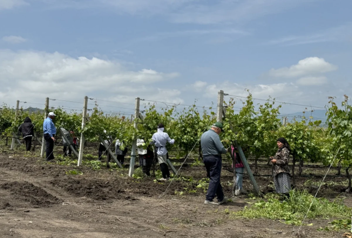 Azərbaycanda üzüm sortlarının məhsuldarlığının artırılmasına başlanılıb