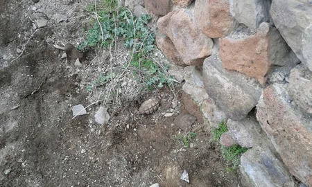 Cocuq Mərcanlıda 873 ədəd qəlpə aşkar edilib