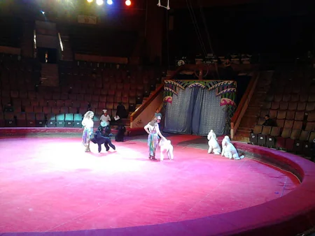 Bakı Dövlət Sirkində ilk dəfə olaraq pinqvinlər manejə çıxacaq - FOTO