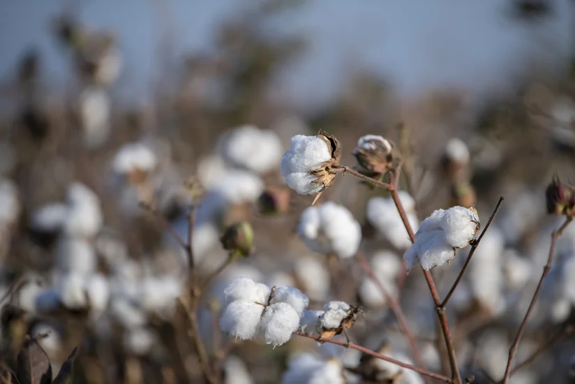 В Азербайджане в 2025 году хлопководам осуществлены страховые выплаты на 1 млн манатов