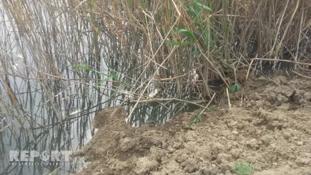 Ağcabədidə balıqlar kütləvi şəkildə tələf olub - FOTO