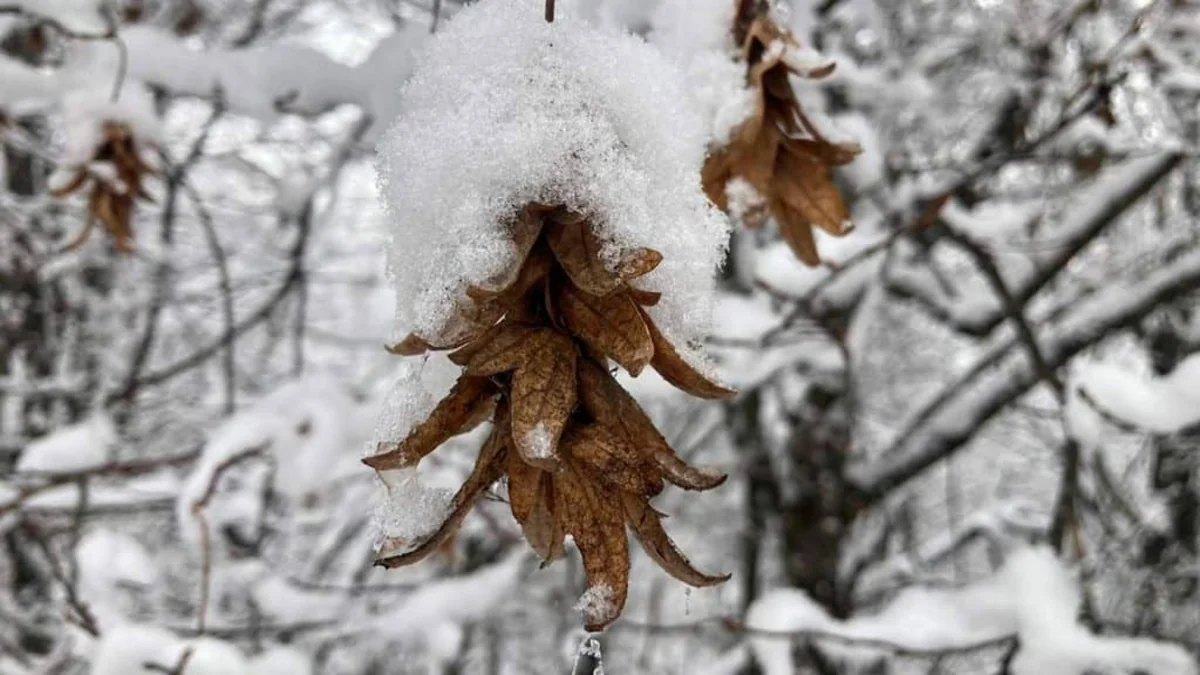 Bölgələrə yağış və qar yağıb - FAKTİKİ HAVA - YENİLƏNİB