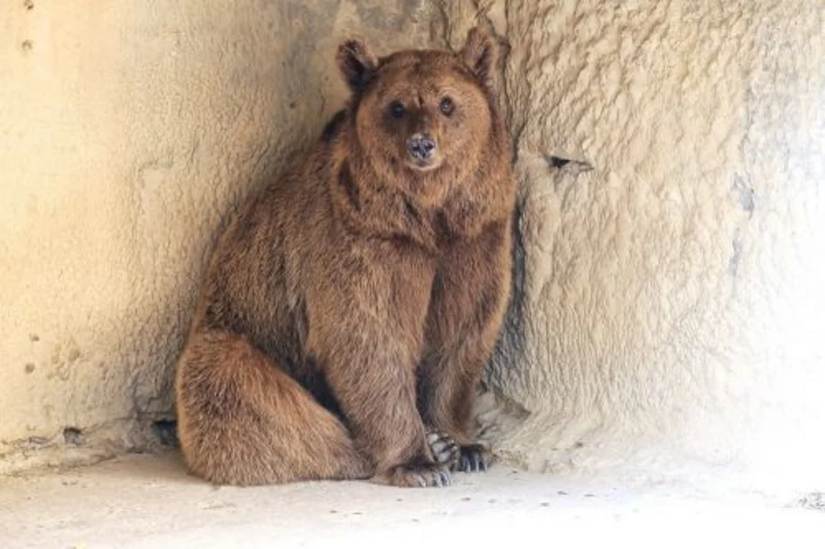 Bakı Zooloji Parkı Daşkənd Zooparkına iki ayı verib