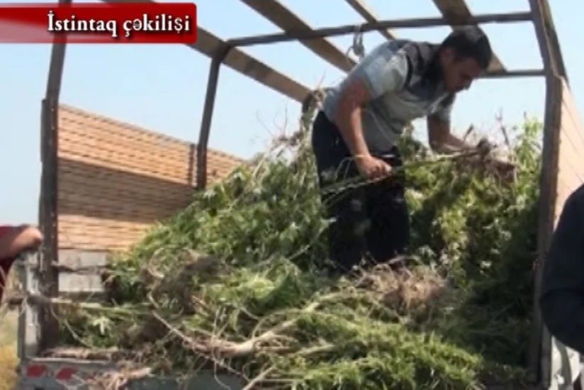 Saatlıda 190 kiloqrama yaxın narkotik vasitə dövriyyədən çıxarılıb, tutulanlar var