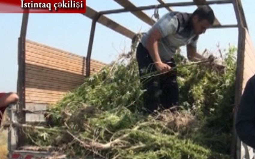 Saatlıda 190 kiloqrama yaxın narkotik vasitə dövriyyədən çıxarılıb, tutulanlar var