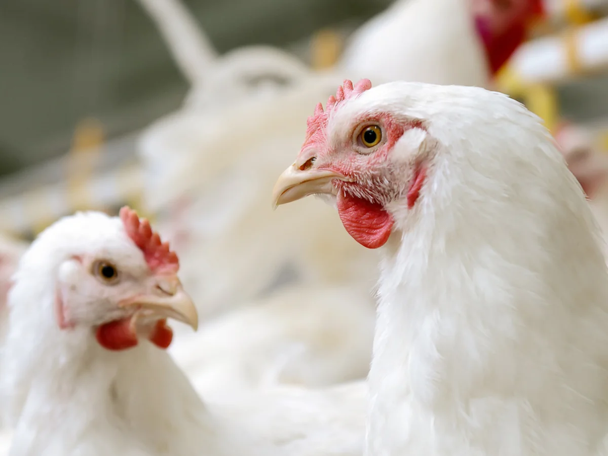 Azərbaycana gətirilən antibiotiklərin quşçuluq təsərrüfatlarında rasional istifadəsi araşdırılacaq
