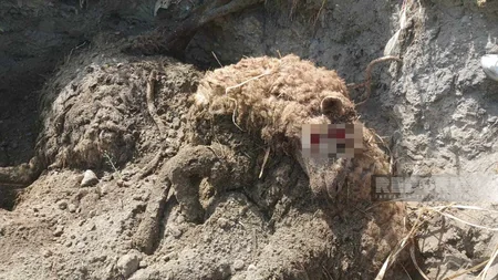 Bərdədə canavarlar fərdi təsərrüfata hücum edərək xırdabuynuzlu heyvanları parçalayıblar