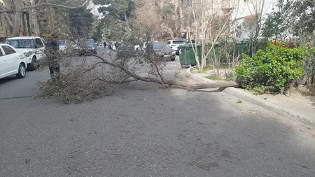 Güclü külək Bakıda 20 ağacı sındırıb