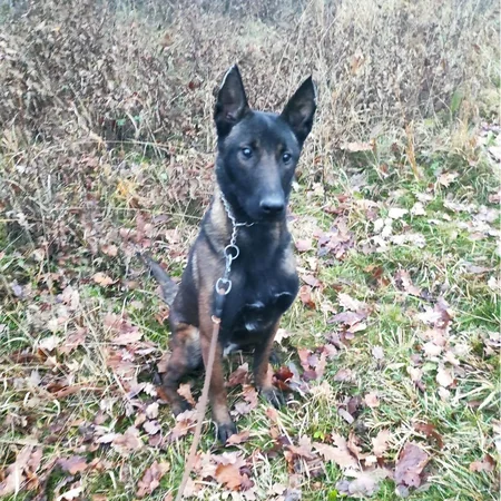 ABŞ Azərbaycana daha 5 minaaxtaran it verib