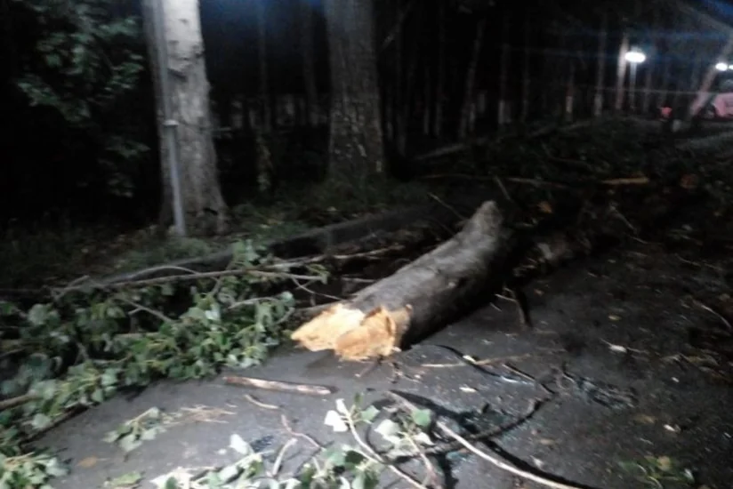 В Мингячевире подтоплены дворы, повалены деревья, один человек пострадал