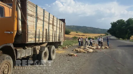 ​İsmayıllıda yük avtomobili 70 baş qoyunu vurub - FOTO