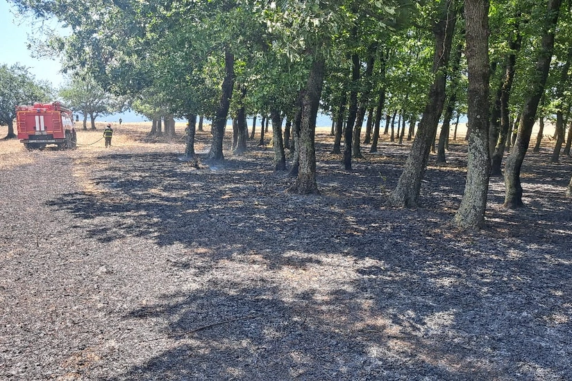 Masallıda meşə massivində yanğın baş verib