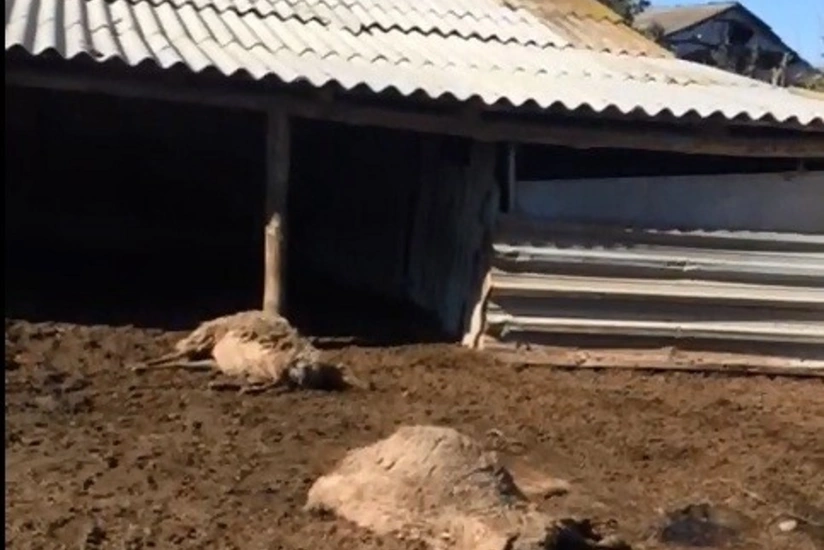 Ağdaşda canavarlar kəndə hücum edərək xırda buynuzlu heyvanları parçalayıb - VİDEO
