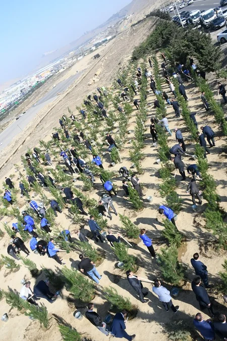Bakıda növbəti ekoloji aksiya keçirilib, 400 şam ağacı əkilib