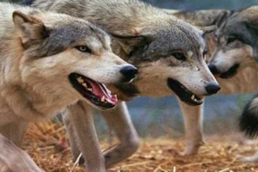 Bərdədə canavarlar ev heyvanlarına hücum edib