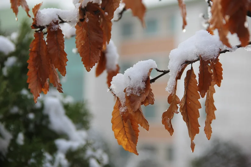 В Баку и на Абшероне усилился ветер, в регионах шел дождь и выпал снег