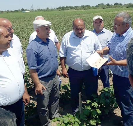 Pambıq sovkasına qarşı bioloji mübarizə tədbirlərinə başlanılıb