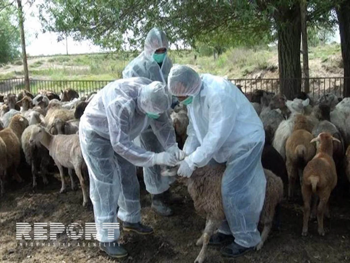 ​Salyanda xırdabuynuzlu heyvanlara brusellyoza qarşı vaksin vurulur