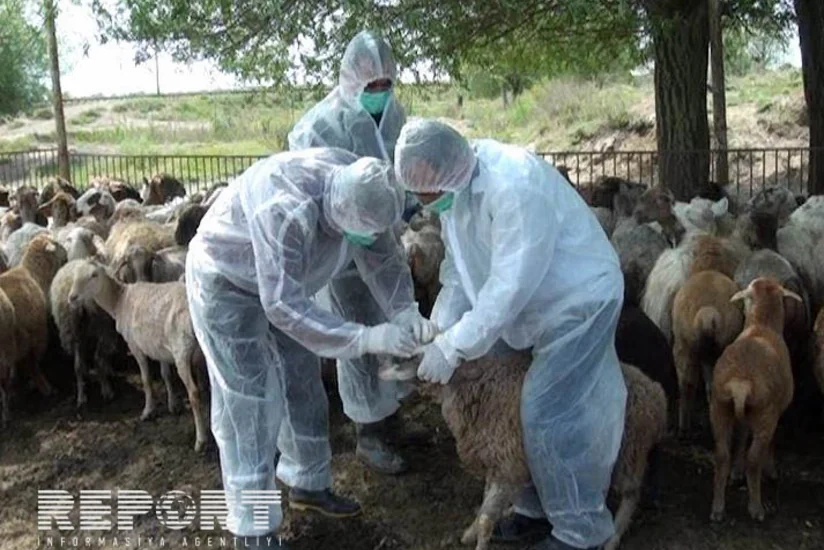 ​Salyanda xırdabuynuzlu heyvanlara brusellyoza qarşı vaksin vurulur