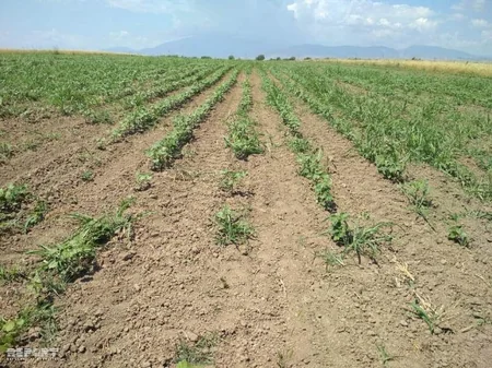 Tərtərdə pambıq sahəsində 14 nəfər zəhərlənib - FOTO