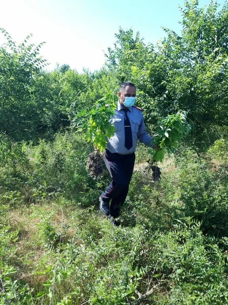 Azərbaycanda 2 hektar sahədə 1 ton narkotik bitki aşkarlandı - VİDEO