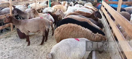 Paytaxt sakinləri qurban kəsir