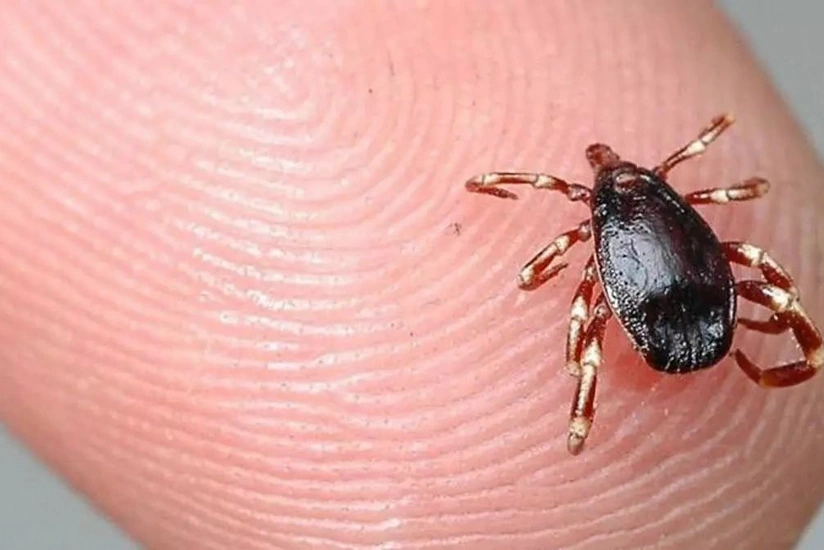 В Турции умерли два человека после укусов клещей
