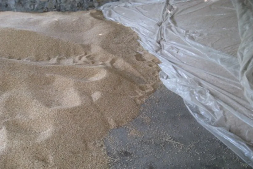 Toxumçuluq təsərrüfatlarında kondisiyalı toxumların tədarükünə başlanılıb