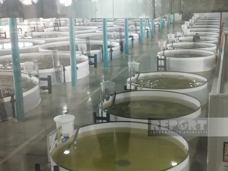 Neftçalada Biomüxtəliflik Günü və Heydər Əliyevin 100 illik yubileyinə həsr edilmiş tədbir keçirilib